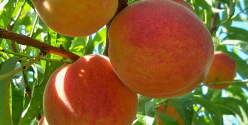 Peaches