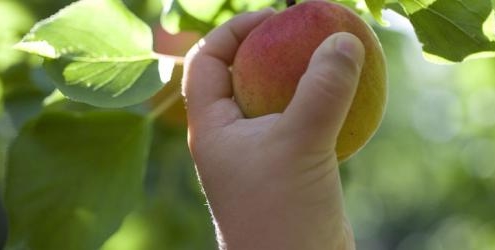 Peach on a hand