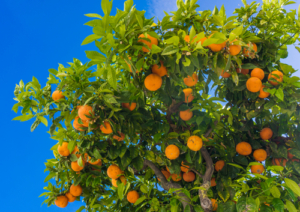 Orange,Tree.,Ripe,Oranges,On,Sky